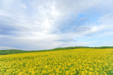 Obraz premium 安平町の菜の花畑