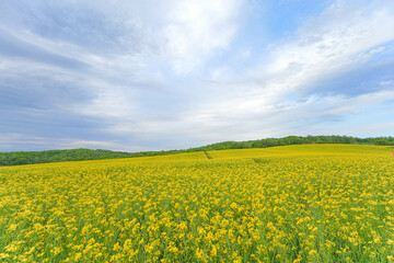 安平町の菜の花畑