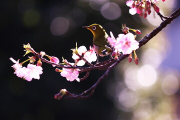 Fototapeta premium 河津桜と可愛いメジロ