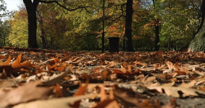 Slow motion, low angle, colorful leaves falling from trees, sunny autumn day, autumn, fall season
