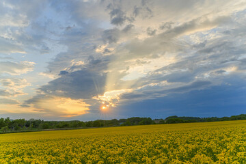 安平町の菜の花畑
