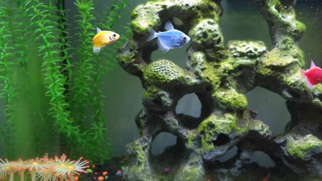 Close up view of glofish in aquarium. Glow fish different colored in tank with big stone, decorations. Algae in aquarium. Gymnocorymbus ternetzi.