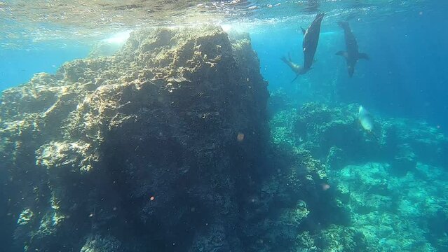 Sea lions playing in the waters of Isla Espiritu Santo, Baja California Sur, Mexico near La Paz 