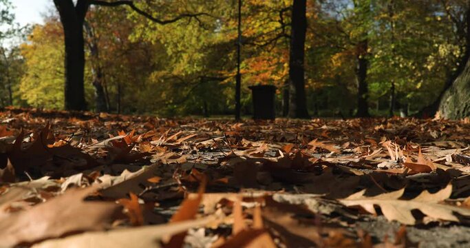 Slow motion, low angle, man walking , colorful leaves lying on the ground, sunny autumn day, autumn, autumn season