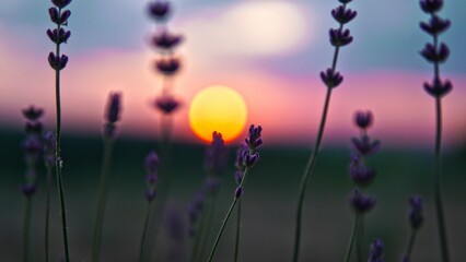 Closeup shot of lavenders blossoming in the garden at sunset