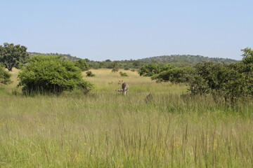Lebensraum Artenvielfalt Südafrika Safari Wildnis Savanne Natur artenschutz artenerhaltung steppe...
