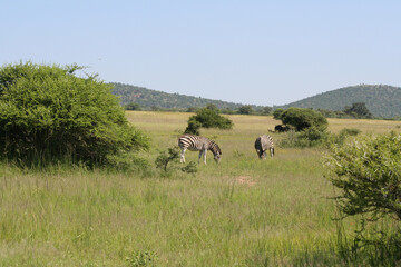 Naklejka na ściany i meble Lebensraum Südafrika Safari Wildnis Savanne Natur artenschutz artenerhaltung artenvielfalt tierreich Nationalpark Tiere Tierschutz steppe