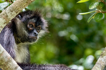 Geoffrey�s spider monkey at Tikal National Park in Guatamala