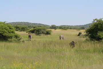Lebensraum Artenvielfalt Südafrika Safari Wildnis steppe Savanne Natur Artenschutz Nationalpark...