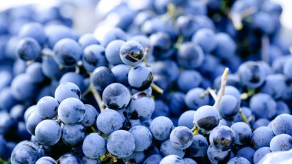 Closeup of freshly picked wine grapes at harvest in a winery
