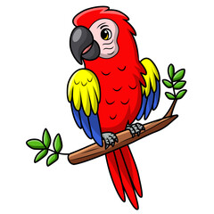 Cute macaw bird cartoon on white background