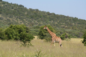 Giraffe solo safari südafrika Natur wildnis savanne wild artenvielfalt artenschutz tierschutz...
