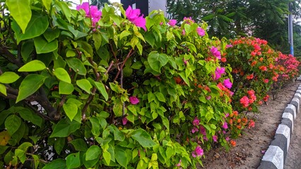 flowers in the garden