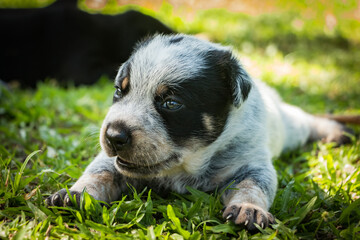 closeup of puppy on the grass