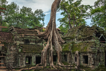 Naklejka premium Ta Prohm temple Angkor Wat