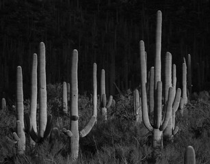 Saguaro Cactus Stand Tall In Black And White - obrazy, fototapety, plakaty
