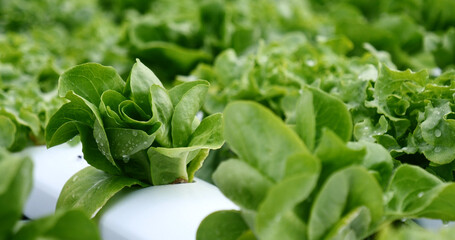 Salad farm vegetable green oak lettuce. Close up fresh organic hydroponic vegetable plantation produce green salad hydroponic cultivate farm. Green oak lettuce salad in green Organic plantation Farm