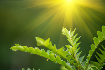 Nature forest green tree magic sunlight beam light in woodland. Beautiful rays of sunlight in tranquil green forest. Sumbeam through ray light outdoors park. Natural Blurred background summer time.
