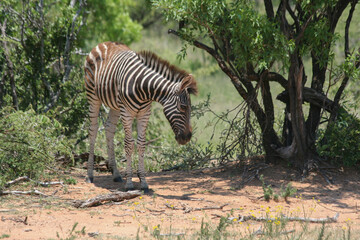 Fototapeta na wymiar Zebra Huftier herde streifen schwarz weis Steppe safari südafrika tierrreich artenvielfalt artenerhalt artenschutz naturschutz wildnis 