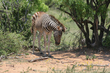 Zebra Huftier herde streifen schwarz weis Steppe safari südafrika tierrreich artenvielfalt artenerhalt artenschutz naturschutz wildnis 