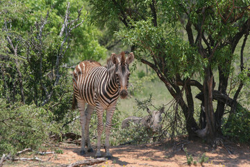 Zebra Huftier herde streifen schwarz weis Steppe safari südafrika tierrreich artenvielfalt artenerhalt artenschutz naturschutz wildnis 