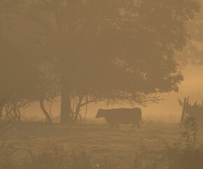 Landscape with grazing cows in a countryside with trees and grass covered with dewdrops and morning...
