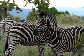 Zebra Huftier herde streifen schwarz weis Steppe safari südafrika tierrreich artenvielfalt...
