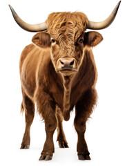 Bull Studio Shot Isolated on Clear White Background, Generative AI