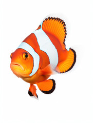 Clownfish Studio Shot Isolated on Clear White Background, Generative AI