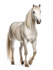 Obraz na płótnie Canvas Horse Studio Shot Isolated on Clear White Background, Generative AI