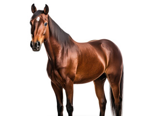 Obraz premium Horse Studio Shot Isolated on Clear White Background, Generative AI