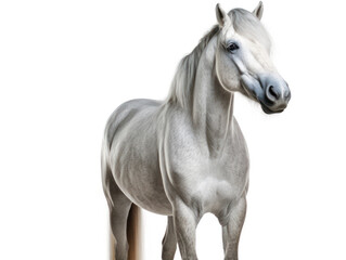 Obraz na płótnie Canvas Horse Studio Shot Isolated on Clear White Background, Generative AI