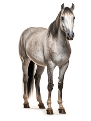 Fototapeta premium Horse Studio Shot Isolated on Clear White Background, Generative AI