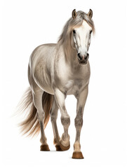 Obraz premium Horse Studio Shot Isolated on Clear White Background, Generative AI