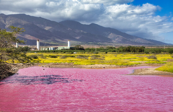 Kealia Pond on Maui displaying halobacteria resulting in bright pink water.
