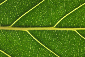 Texture of green leaf as background, macro photo