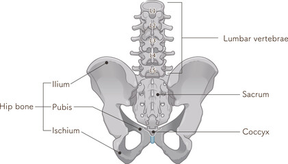 骨盤、pelvis、腰椎、lumbar vertebrae、大腿骨、femur、骨折、fractura、イラスト、illustration