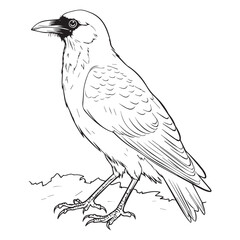  cute crow coloring book for kids