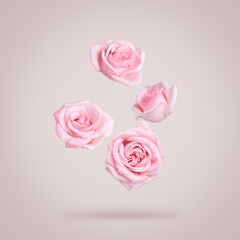Beautiful pink roses falling on dusty beige background