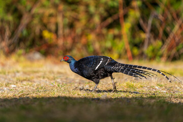 pheasant in the grass,mikado pheasant endemic bird taiwan