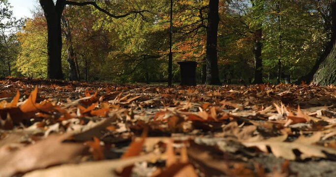 Slow motion, walking people, running dog in the background out of focus leaves falling from trees, park in autumn, low angle, autumn, fall season