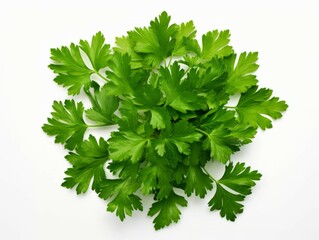 Isolated parsley herb on white background viewed from the top