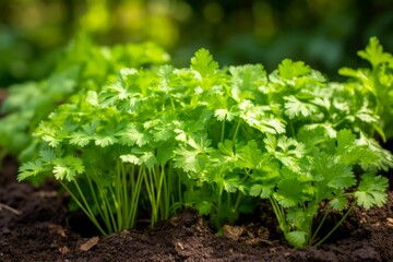 Parsley in an herb patch