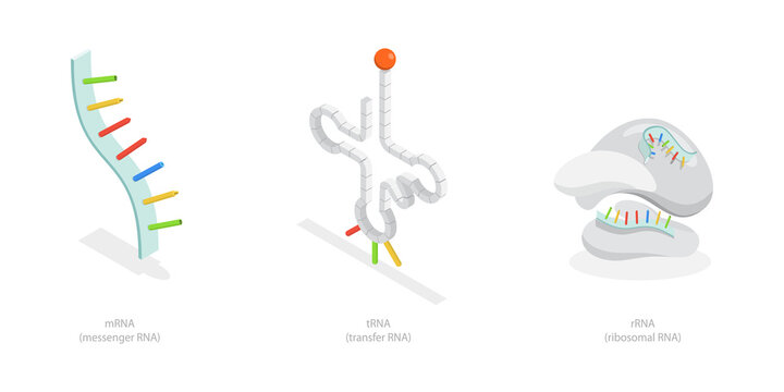 3D Isometric Flat  Conceptual Illustration of Types Of RNA, Anatomical and Medical Labeled Scheme