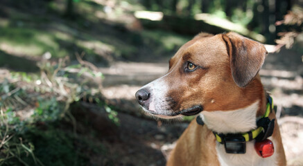 Dog with gps tracker in forest. Cute puppy dog on hiking trail while looking at something. Outdoor forest safety for dogs who like to hunt wildlife or run away. Female Harrier mix. Selective focus.