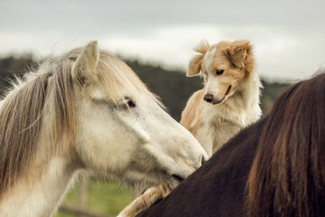 A cute border collie puppy dog sits on a beautiful icelandic horse in autumn outdoors, horse and...