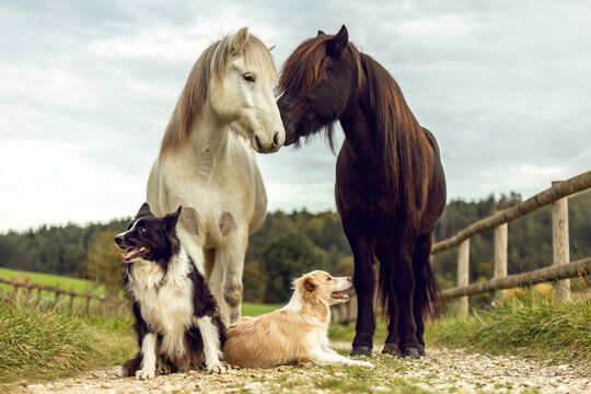 Two border collie dogs sitting in front of two icelandic horses in autumn outdoors, animal friendship