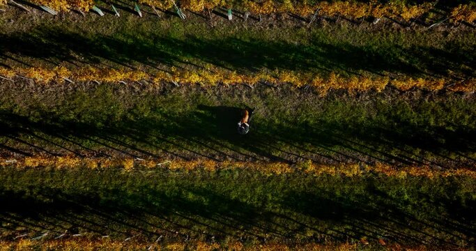 Aerial descending on man sitting in vineyard farm rows petting and cuddling dog at golden hour