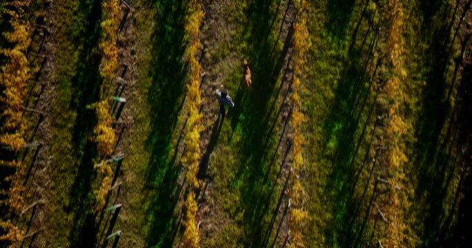 Drone top down tracking view follows man and dog run through vineyard rows at golden hour