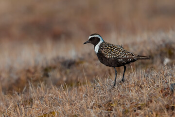 American Golden Plover